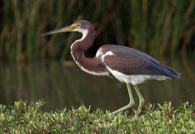 <i class='fa fa-user'></i>&nbsp;Kees Kroon&nbsp;|   Witbuikreiger&nbsp; <i class='fa fa-eye'>&nbsp;405</i> &nbsp; <i class='fa fa-comment-o'>&nbsp;11</i>