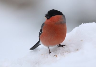 Op de besneeuwde voertafel stak de zalmroze borst van deze goudvinkman mooi af tegen al dat wit.