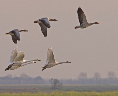 In de polder zaten 150 de kleine zwanen met enkele honderden grauw ganzen altijd ver in het weiland. Deze keer echter niet. Vanuit de auto konden ze niet gefotografeerd worden dus de auto langs de weg geparkeerd. Voorzichtig de deur opgedaan (het was stil in de polder) om ze niet te verjagen en de rijstzak op de auto. Net toen ik een klein groepje dat kwam aanvliegen had geselecteerd ging in heel Nederland het alarm af. Gevolg: alles de lucht in. Ritme genoeg. Toch in die paar seconden nog een paar fotos kunnen maken. 20D Canon 300mm 4.0 IS L+ 1.4 converter f11,  1/640