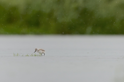 Het was slecht weer en het waterpeil kwam steeds een beetje hoger. Deze jonge kluut was even alleen op pad, in de regen. Beetje op onderzoek, beetje eten van de grassprietjes. Op weg om een volwassen kluut te worden, dan dus uit de 'kluten' gewassen.