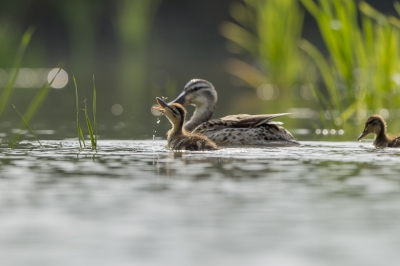 Een prachtige dag, zonnetje erbij en dus met mams rondje zwemmen en ziedaar, ook nog een vlieg voor het 'oprapen'. Broertje/zusje zwemt er achteraan, een mooi beeld van het voorjaar en nieuw leven.