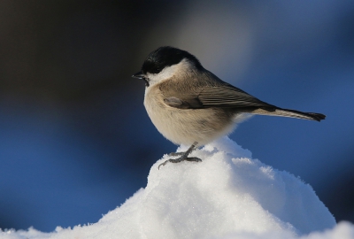 De matkopjes kwamen veelvuldig langs op de met sneeuw bedekte tuintafel. Tenminste ik neem maar aan dat 't een matkop is, glanskoppen zullen daar ook wel voorkomen..