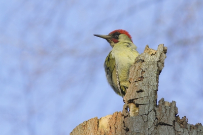 <i class='fa fa-user'></i>&nbsp;groenvogel57&nbsp;|   Groene Specht&nbsp; <i class='fa fa-eye'>&nbsp;533</i> &nbsp; <i class='fa fa-comment-o'>&nbsp;4</i>