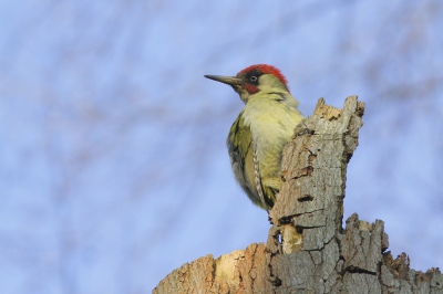 Het Citadelbos is een oud beukenbos met veel dood hout en enkele vochtige open plekken. Het leefgebied van deze groene specht. Hij, het is een man, kwam deze voormiddag op een dode beuk zitten en bleef een minuutje poseren. Lang genoeg om hem te 'pakken'. Vanuit de schuiltent met losse hand.