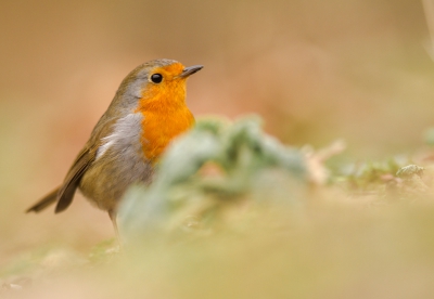 Kan het toch niet laten als een roodborst op zo'n 3 meter voor mij gaat foerageren om een paar foto's te schieten.

Bewust deze foto uitgekozen met wat groen voor de roodborst.