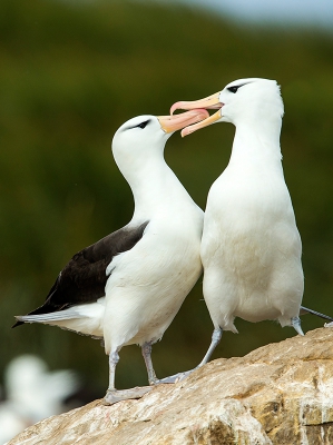 Ook voor de Albatrossen is het Valentijnsdag.
Albatrossen besteden in broedseizoen dagelijks veel aandacht aan hun vaste verkering, hier een paartje , dat zeker 15 min aan het baltsen is in de broedkolonie