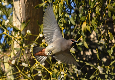 Met mooi zonnig weer genoten van een zevental Pestvogels. Dit vliegbeeld was wel een van de 'mooiste' foto's die dag.