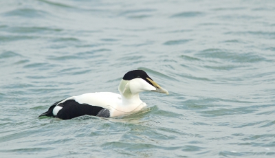 Nog net voordat de boot vertrok zag ik deze eider steeds dichterbij naar de kant komen zwemmen. Snel op de grond liggen, afwachten en klikken maar. Gelukkig was de bestuurder in de auto....