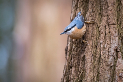 De boomklever was onrustig van het ene naar het andere plekje aan het schieten. Gelukkig zat hij even stil om deze foto te kunnen  maken. Ik vind de kleuren van zijn buik mooi bij de achtergrond passen.
