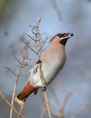 Aan de ene kant veel aanbiedingen van pestvogels op het forum, maar deze vond ik toch nog wel leuk. Net even een zonnestraaltje in Julianadorp op dat moment ook nog eens.