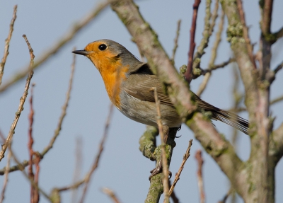 Op de weg terug van de schuilhut Schollevaar kreeg ik gezelschap van deze Roodborst. Het zonnetje stond er mooi op voor deze foto!