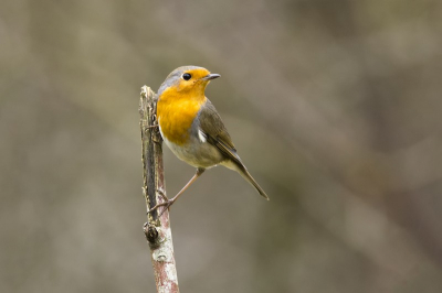 Roodborst in een bijzondere houding.
Gemaakt met een Nikon D7100 met een Afs300F4 en 1.4Rc
