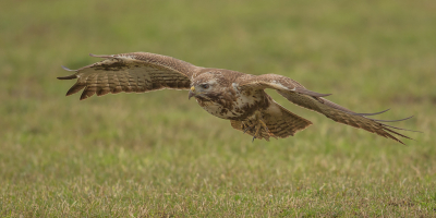 Gisteren geprobeerd vliegende Buizerds te fotograferen in de polder. Lastig... maar toch een eerste succesje weten te boeken.