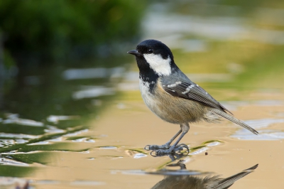 <i class='fa fa-user'></i>&nbsp;Almanbrother&nbsp;|   Zwarte Mees&nbsp; <i class='fa fa-eye'>&nbsp;367</i> &nbsp; <i class='fa fa-comment-o'>&nbsp;2</i>