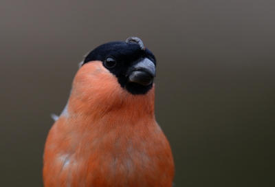 Zaterdag met Birdman naar Lemele, waarvoor dank. Deze goudvink kon ik net nog scherp krijgen op de minimale afstand. En wij vroegen ons af: Wat heeft hij op zijn voorhoofd? Iemand een idee?
Ik vond het een bizar gezicht.