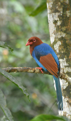 Afgelopen december 2014 en januari 2015 naar Sri Lanka geweest en ik wilde heel erg graag deze vogel zien vanwege de mooie kleuren. Ik had geluk en heb veel foto's kunnen maken. Gemaakt met de Nikon D7100, 300 mm, f/8, 1/40sec