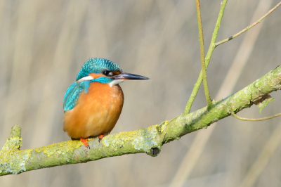 De vorige dag had ik ook al staan te wachten, maar toen ging de vogel dichtbij op een andere tak "in" de sloot zitten. Toen miste ik z'n staart. Dus nu weer achter de struik gaan staan en jawel, hij ging 10 seconden op de goede plaats zitten. Dit is het resultaat.