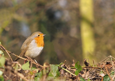Roodborstje bleef gelukkig wel even zitten zingen zodat ik wel een foto kon nemen maar helaas tussen vele takjes.
Had helaas vandaag niet mijn telelens bij en dan kom je natuurlijk dit tegen.