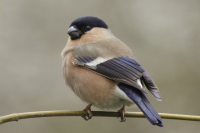 Deze winter verblijft er een groepje goudvinken in het bos.
Een vrouwtje komt op enkele meters van mijn schuiltentje zitten om dan weer in de braamstruiken te verdwijnen.