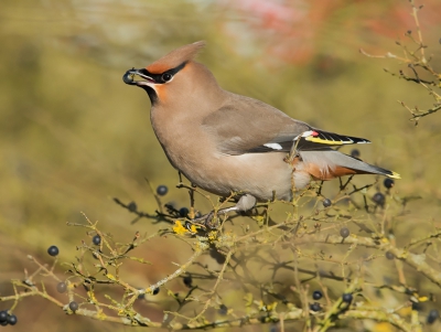 Kon het niet laten toch nog even een keer naar de pestvogels te gaan. Samen met een aantal collega fotografen genoten van deze prachtige vogels in mooie zonnige omstandigheden.