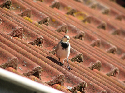 Deze zat op het dak van het huis waarin we een kamer huurde. Eerste foto van de dag dus...