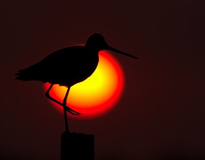 De zon was fraai gekleurd die fraaie voorjaarsavond, de grutto's werkten mee en dan nog in de goede lijn zien te komen met de grutto en de snel zakkende zon dan is dit het resultaat.