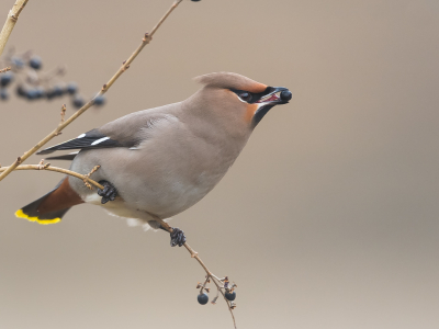<i class='fa fa-user'></i>&nbsp;Frans bruinsma&nbsp;|   Pestvogel&nbsp; <i class='fa fa-eye'>&nbsp;500</i> &nbsp; <i class='fa fa-comment-o'>&nbsp;10</i>