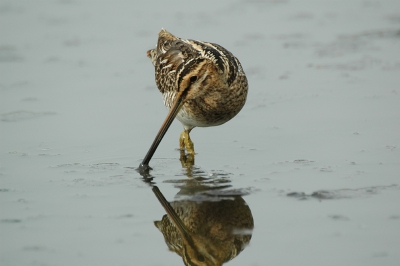 <i class='fa fa-user'></i> h.j.de groot | Watersnip  <i class='fa fa-eye'> 562</i>  <i class='fa fa-thumbs-up'> 2</i>   <i class='fa fa-comment-o'> 0</i>