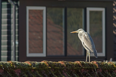 Het aantal soorten breidt zich uit. Foto in het kader van "Vogels in mijn wijk". In  de tuin van de achterburen is een vijver, de reiger komt geregeld langs. Als ik de achterdeur opendoe is die snel vertrokken. Nu vanuit het slaapkamerraam gemaakt (open) De reiger had niks in de gaten en bleef een poosje staan.