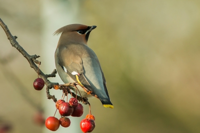 Deze Pestvogel is even klaar met appeltjes eten en is aan het uitbuiken.