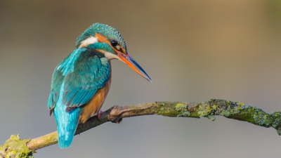 Deze foto van een ijsvogel is genomen op een grijze dag, de laatste dag van het jaar 2014.  Ik plaats de foto omdat ik de vrouwelijke ijsvogel een prachtexemplaar vond, ook de compositie en kleuren kwamen goed uit, de houding van de ijsvogel had volgens mij ook wel iets unieks.