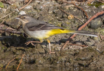 Deze vogel scharrelde aan de rand van een kanaal. Had hem nog niet eerder gezien. Ben benieuwd welke vogel dit is.