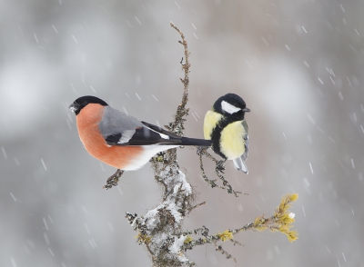 Tijdens een stevige sneeuwbui, en wachtend op de steenarend konden we (erik en ik) ons goed vermaken op kleine vogels voor de hut waaronder de goudvink en koolmees