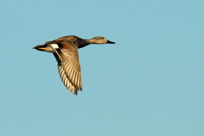 geprobeerd om vliegende beelden te maken. het valt niet mee, of het vliegt te ver of te snel. deze krakeend wilde wel even meewerken door dichterbij langs te vliegen.