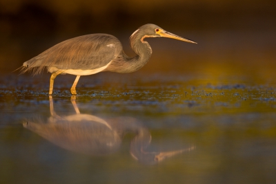 <i class='fa fa-user'></i>&nbsp;Michael Van Bosch&nbsp;|   Witbuikreiger&nbsp; <i class='fa fa-eye'>&nbsp;409</i> &nbsp;<i class='fa fa-thumbs-up'>&nbsp;1</i> &nbsp; <i class='fa fa-comment-o'>&nbsp;3</i>