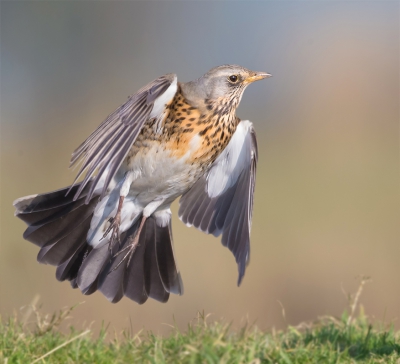 <i class='fa fa-user'></i>&nbsp;Edward van Altena&nbsp;|   Kramsvogel&nbsp; <i class='fa fa-eye'>&nbsp;903</i> &nbsp;<i class='fa fa-thumbs-up'>&nbsp;15</i> &nbsp; <i class='fa fa-comment-o'>&nbsp;15</i>