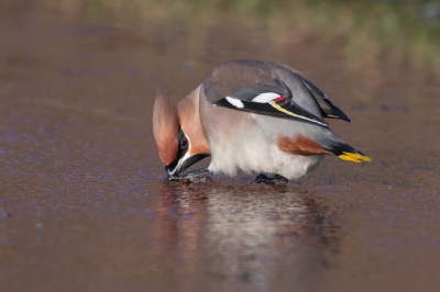 Voor het eerst pestvogels mogen waarnemen en dat vlakbij huis in Lelystad. Deze middag trad de dooi al in waardoor op het naastgelegen fietspad wat plasjes ontstonden. Hier maakten ze gretig gebruik van zoals op de foto te zien is.