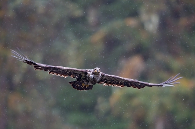 Bald Eagle op een regenachtige dag in het Tongass National Forest (Alaska)