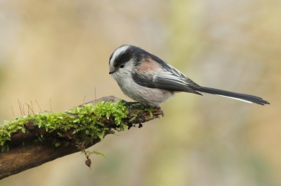 Heel moeilijk om de staartmees te portretteren. Hier komt er dan toch eentje eventjes stilzitten op mijn plekje in het bos.