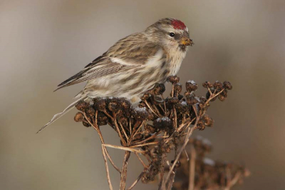 Alweer een Barmsijs, blijft een prachtig vogeltje.

Canon EOS 20D, Canon 300 MM F4, Canon Extender 1.4 x.