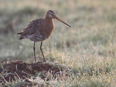 Op 18 februari alweer de eerste Grutto's voor dit jaar op een plas dras stuk in de uiterwaarden bij fort Everdingen.
even terug op een sfeerbeeld uit 2012.