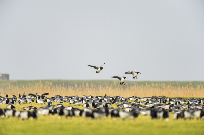 Duizenden, 10-duizenden (?) ganzen bivakkeren in het Buitendijks gebied. Brandganzen vormen een groot deel van de populatie. Grazen in grote groepen, opvliegen bij onraad of onrust. Hier de landing van drie op een wat andere manier in beeld gebracht.