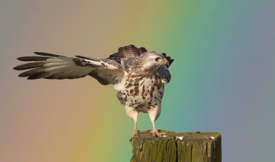 <i class='fa fa-user'></i>&nbsp;Edward van Altena&nbsp;|   Buizerd&nbsp; <i class='fa fa-eye'>&nbsp;978</i> &nbsp;<i class='fa fa-thumbs-up'>&nbsp;19</i> &nbsp; <i class='fa fa-comment-o'>&nbsp;15</i>