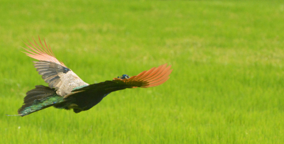 Deze vliegende pauw kwamen we onderweg tegen. De gids had het busje langs de kant gezet zodat ik de vogel goed kon fotograferen.