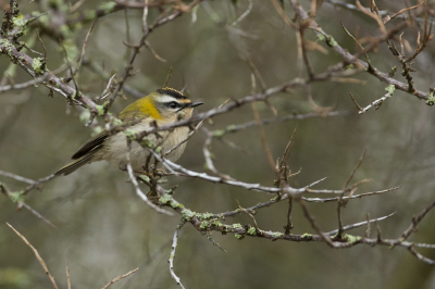 Afgelopen dinsdag met een aantal leden van de NVN Jeugdgroep naar de Amsterdamse Waterleidingduinen gegaan om samen te fotograferen. De dag begon helaas erg donker en een beetje regenachtig. Ondanks het weer kon ik een groepje Vuur- en Goudhaantjes toch niet voorbij laten gaan. Het blijft een lastige soort om te fotograferen, maar uiteindelijk ben ik (naar de omstandigheden) toch redelijk tevreden met het resultaat.

http://fotografie-robbert.weebly.com/