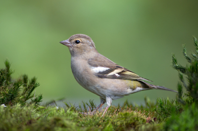 Gemaakt tijdens een middag fotograferen in de vogelhut, soorten die voorbij kwamen deze dag waren: Boomklever, Vink, Roodborst, Pimpelmees, Specht en Winterkoning.