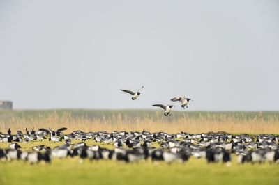 Duizenden, 10-duizenden (?) ganzen bivakkeren in het Buitendijks gebied. Brandganzen vormen een groot deel van de populatie. Grazen in grote groepen, opvliegen bij onraad of onrust. Hier de landing van drie op een wat andere manier in beeld gebracht.