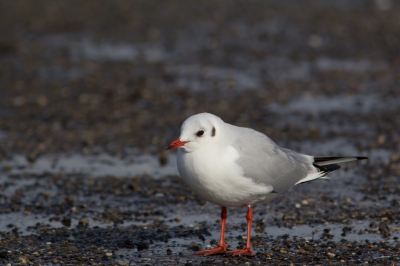 Tijdens een tocht over de Brouwersdam met de auto velen  waarnemingen zoals de Eider en de Zee eend. Jammer genoeg veel te ver weg voor een prentje. Deze Kokmeeuw wilde wel op de foto