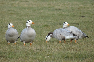 <i class='fa fa-user'></i>&nbsp;A. Soeting&nbsp;|   Indische Gans&nbsp; <i class='fa fa-eye'>&nbsp;551</i> &nbsp; <i class='fa fa-comment-o'>&nbsp;3</i>