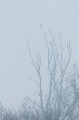 Een rare zondag qua weer.. Zon wolken en zo opeens zit je dan volledig in de mist.